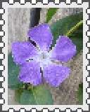 bigleaf periwinkle