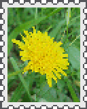 dandelion