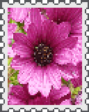 magenta african daisy