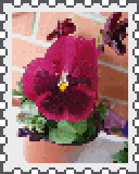 magenta pansy