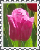 pink tulip