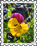 purple and yellow pansy