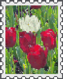 red and white tulips