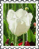 white tulip